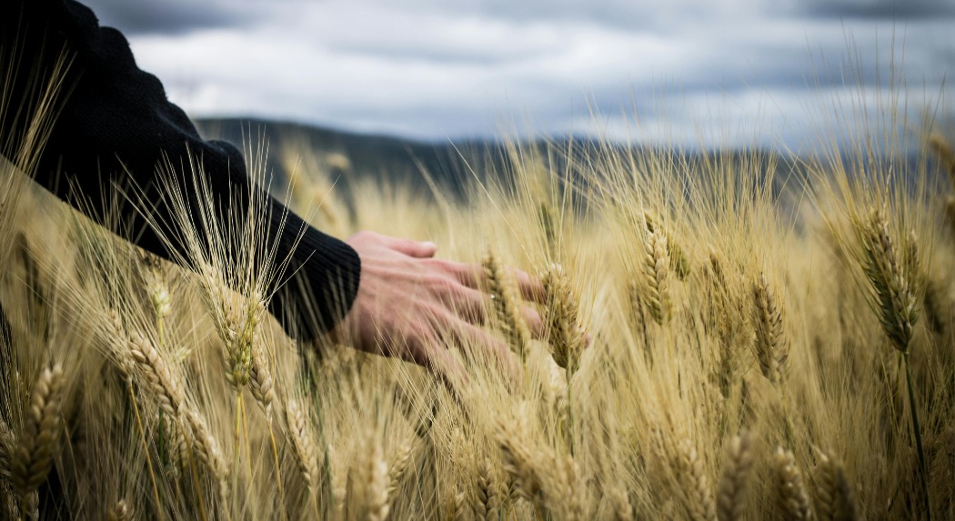 AM: két héttel meghosszabbítják a Gazdálkodási Napló elektronikus feltöltésének határidejét